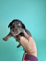 Stephen , a male Miniature Dachshund for sale in Dora, MO – Photo 3 of 5