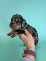 Stephen , a male Miniature Dachshund for sale in Dora, MO – Photo 1 of 5