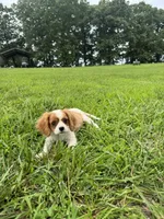 Zada, a female Cavalier King Charles Spaniel for sale in Dora, MO – 5 of 5