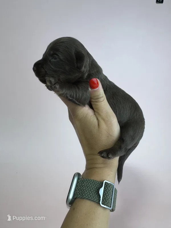 Ella – Miniature Dachshund puppy for sale in Dora, MO