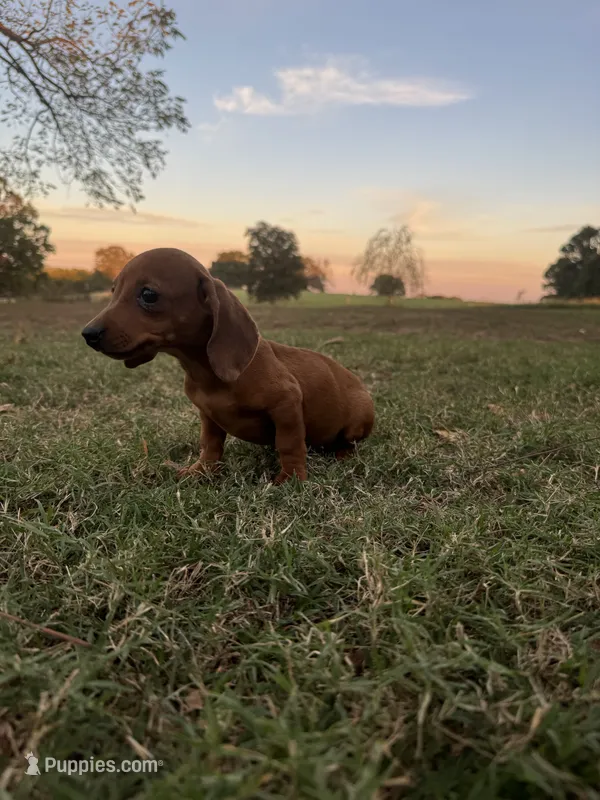 Evie  – Miniature Dachshund puppy for sale in Dora, MO