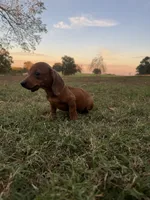 Evie , a female Miniature Dachshund for sale in Dora, MO – 1 of 5