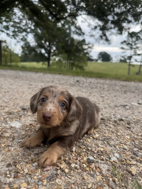 Georgia  – Miniature Dachshund puppy for sale in Dora, MO