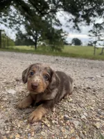 Georgia , a female Miniature Dachshund for sale in Dora, MO – 1 of 5