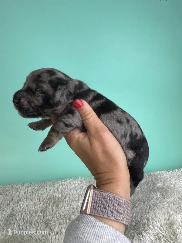 Sawyer – Miniature Dachshund puppy for sale in Dora, MO