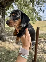 Miranda, a female Miniature Dachshund for sale in Dora, MO – 2 of 3