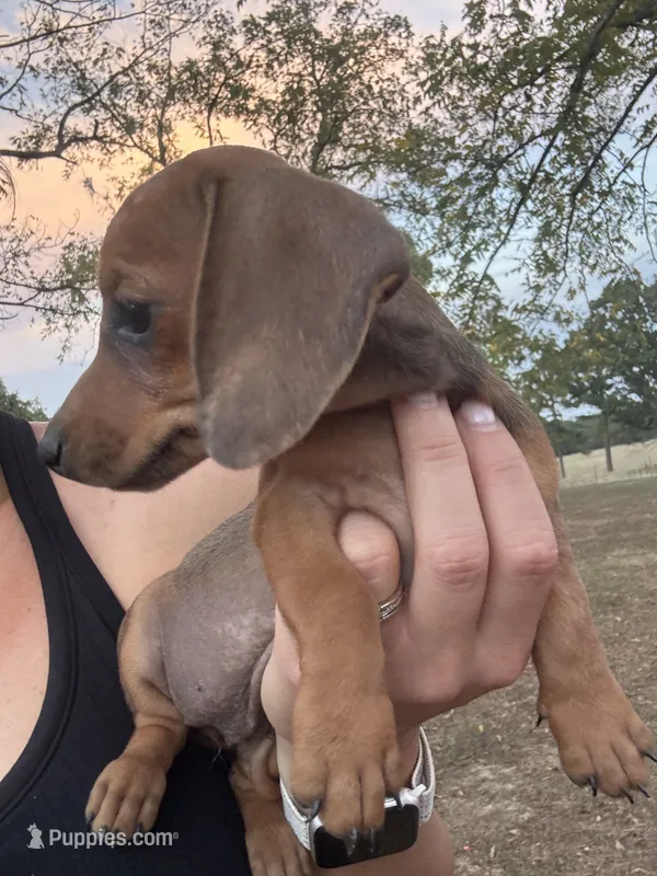 Stella  – Miniature Dachshund puppy for sale in Dora, MO
