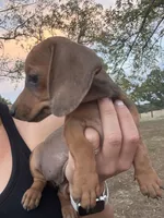 Stella , a female Miniature Dachshund for sale in Dora, MO – 1 of 5