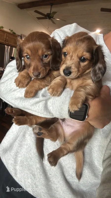 Bessie – Miniature Dachshund puppy for sale in Dora, MO