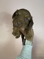 Bessie, a female Miniature Dachshund for sale in Dora, MO – 4 of 4