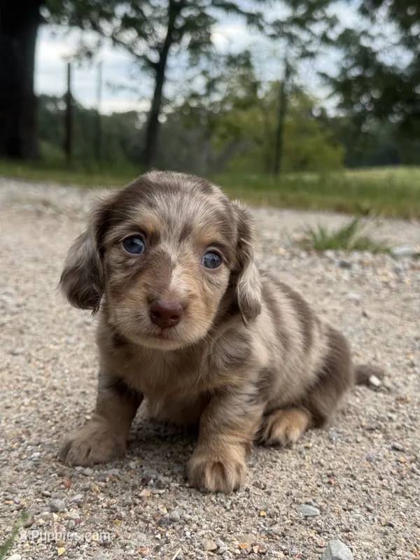 Gerald – Miniature Dachshund puppy for sale in Dora, MO