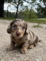Gerald, a male Miniature Dachshund for sale in Dora, MO – 1 of 6