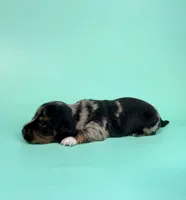 Carl , a  Miniature Dachshund for sale in Dora, MO – 4 of 4