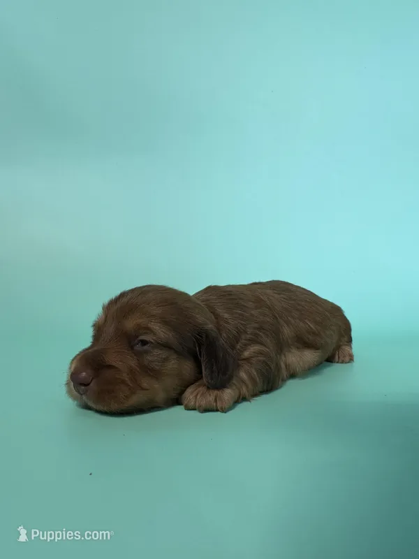 Blake  – Miniature Dachshund puppy for sale in Dora, MO