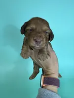 Blake , a male Miniature Dachshund for sale in Dora, MO – Photo 3 of 3