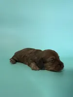 Blake , a male Miniature Dachshund for sale in Dora, MO – Photo 2 of 3