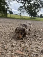 Ginny, a female Miniature Dachshund for sale in Dora, MO – 4 of 5