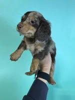 Brian, a male Miniature Dachshund for sale in Dora, MO – 2 of 4