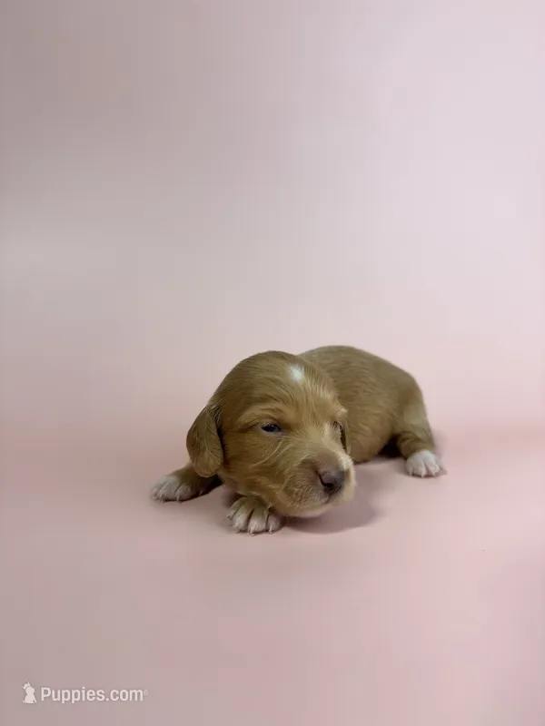 Abby  – Miniature Dachshund puppy for sale in Dora, MO