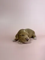 Abby , a male Miniature Dachshund for sale in Dora, MO – 1 of 4