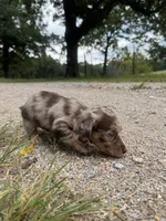 Gerald, a male Miniature Dachshund for sale in Dora, MO – 6 of 6