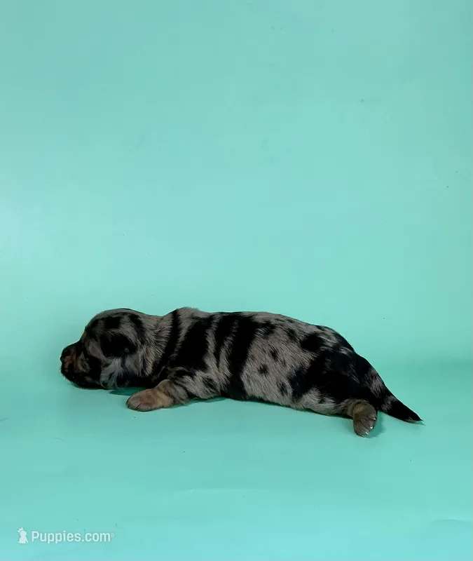 Sawyer – Miniature Dachshund puppy for sale in Dora, MO