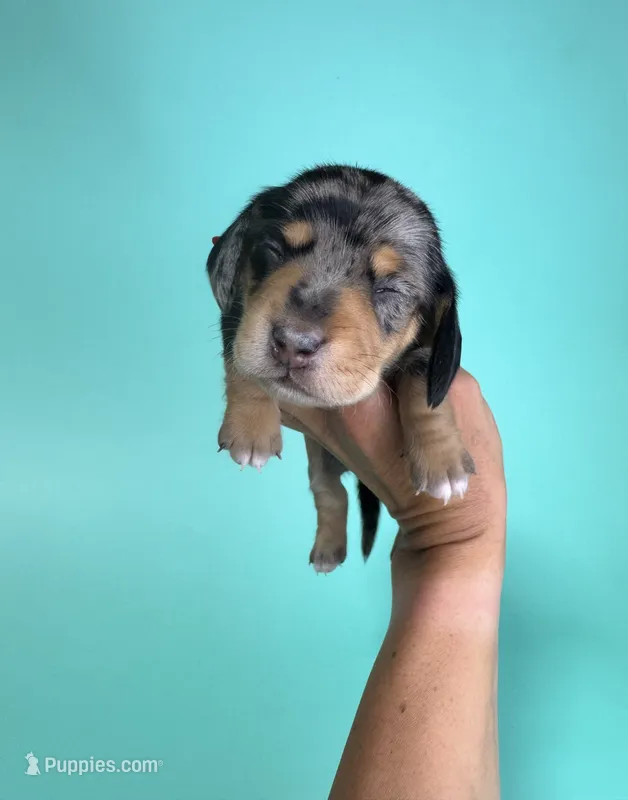 Cal – Miniature Dachshund puppy for sale in Dora, MO