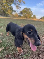 Callie, a female Miniature Dachshund for sale in Dora, MO – 3 of 6