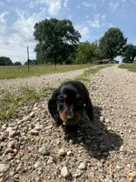 Faith , a female Miniature Dachshund for sale in Dora, MO – 3 of 4