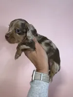 Maggie, a female Dachshund for sale in Dora, MO – 1 of 6