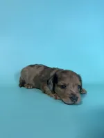 Blue, a male Miniature Dachshund for sale in Dora, MO – 7 of 9