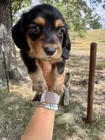 Marvin, a male Miniature Dachshund for sale in Dora, MO – 3 of 3