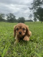 Davy, a male Cavalier King Charles Spaniel for sale in Dora, MO – 2 of 4