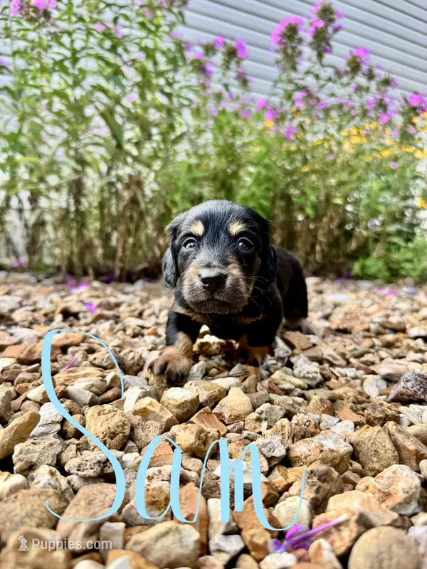 Sam – Miniature Dachshund puppy for sale in Dora, MO