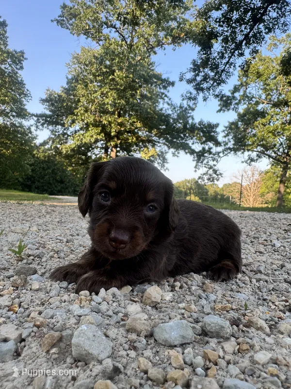 Ella – Miniature Dachshund puppy for sale in Dora, MO