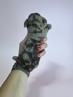 Elaine , a female Miniature Dachshund for sale in Dora, MO – 3 of 3