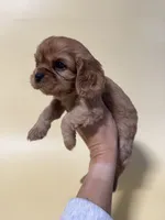 Davy, a male Cavalier King Charles Spaniel for sale in Dora, MO – 2 of 2