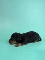 Adam, a male Miniature Dachshund for sale in Dora, MO – 1 of 3