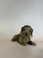 Macy, a female Miniature Dachshund for sale in Dora, MO – 5 of 7