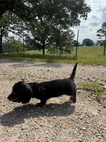 Faith , a female Miniature Dachshund for sale in Dora, MO – 4 of 4