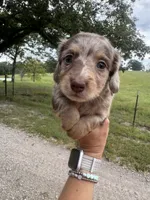 Gerald, a male Miniature Dachshund for sale in Dora, MO – 3 of 6