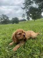 Davy, a male Cavalier King Charles Spaniel for sale in Dora, MO – 3 of 4