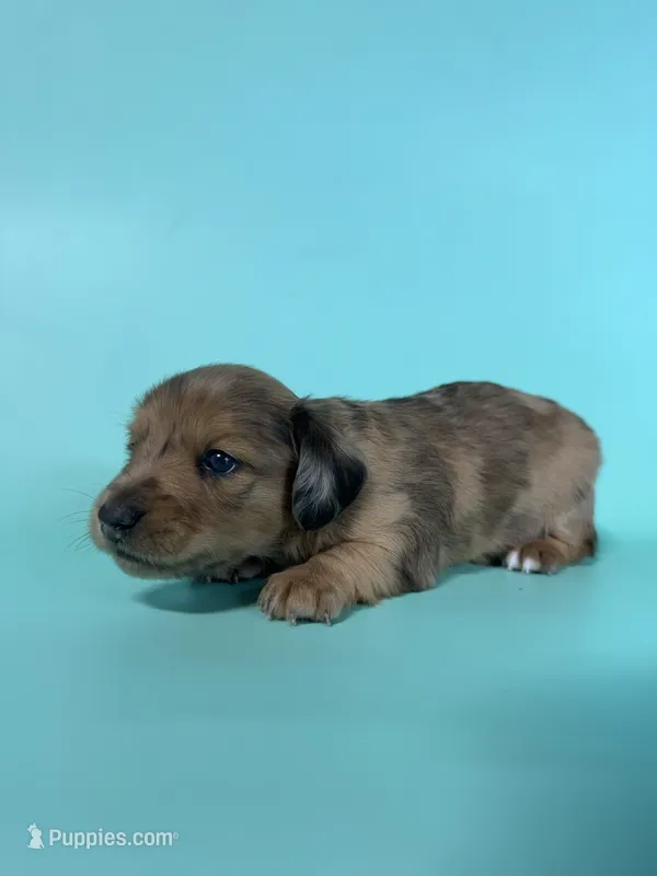 Blue – Miniature Dachshund puppy for sale in Dora, MO