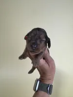 Fanny , a female Miniature Dachshund for sale in Dora, MO – 3 of 3