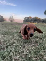 Evie , a female Miniature Dachshund for sale in Dora, MO – 3 of 5