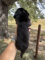 Madi, a female Miniature Dachshund for sale in Dora, MO – 3 of 3