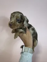 Maggie, a female Dachshund for sale in Dora, MO – 6 of 6