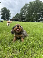 Zenon, a female Cavalier King Charles Spaniel for sale in Dora, MO – 2 of 4