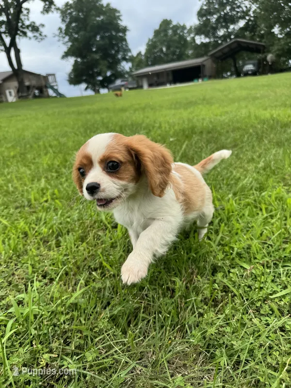 Zada – Cavalier King Charles Spaniel puppy for sale in Dora, MO