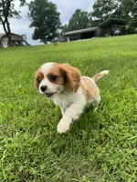 Zada, a female Cavalier King Charles Spaniel for sale in Dora, MO – 1 of 5